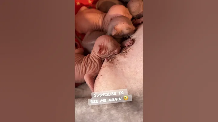 Watch the video about Pui Sphynx Canadian Romania Felisa Autorizata #sphynx sphynxcattery #sphynxromania