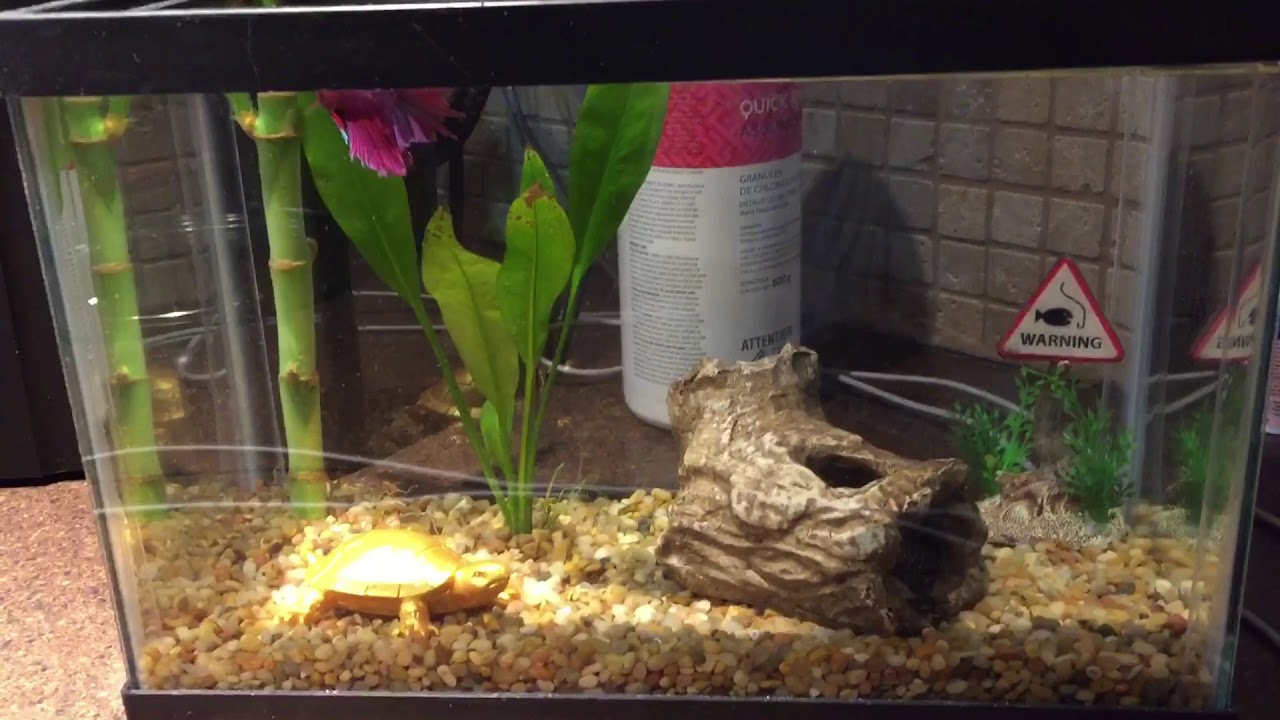 camera iphone 8 plus apk Betta tank upgrade!!