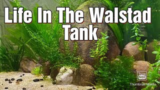 Life In The Walstad Tank