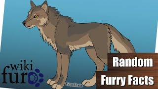 Das Furry-Wikipedia | Hier BAUT ihr eure FURSONA | Random Furry Facts
