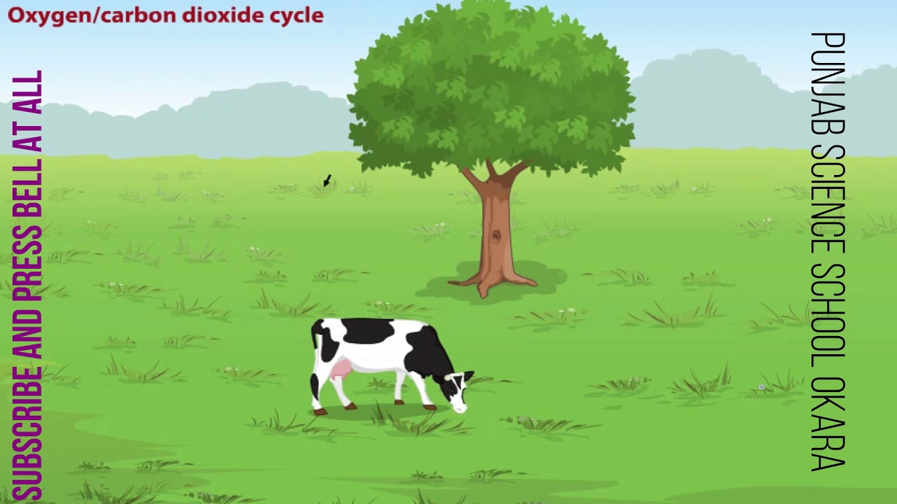 Science 4 Chapter 2 Oxygen/Carbon Dioxide Cycle