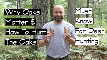 Why Oaks Matter And How To Hunt Them When Deer Hunting
