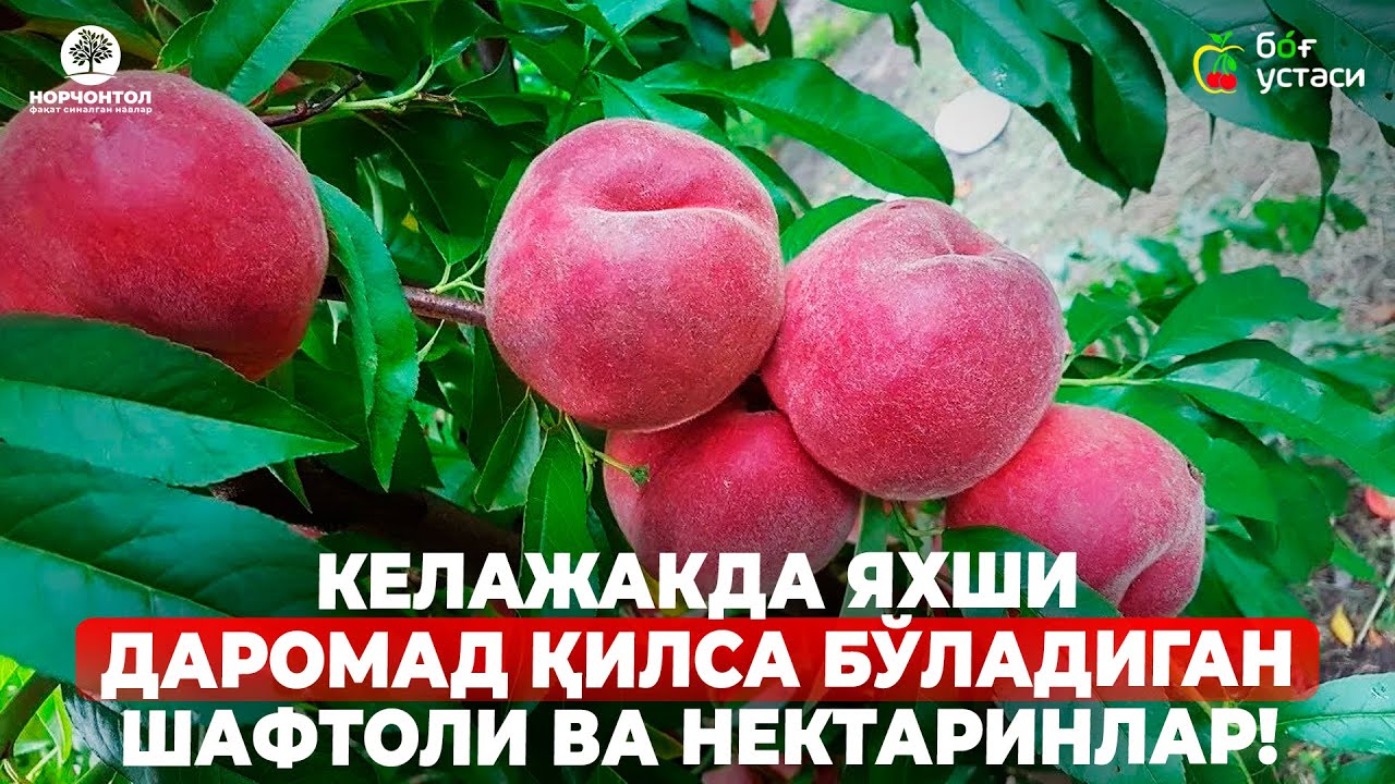 КЕЛАЖАКДА ЯХШИ ДАРОМАД ҚИЛСА БЎЛАДИГАН ЯНГИ ШАФТОЛИ-НЕКТАРИНЛАР! | ШУҲРАТ АБРОРОВ #shuhratabrorov