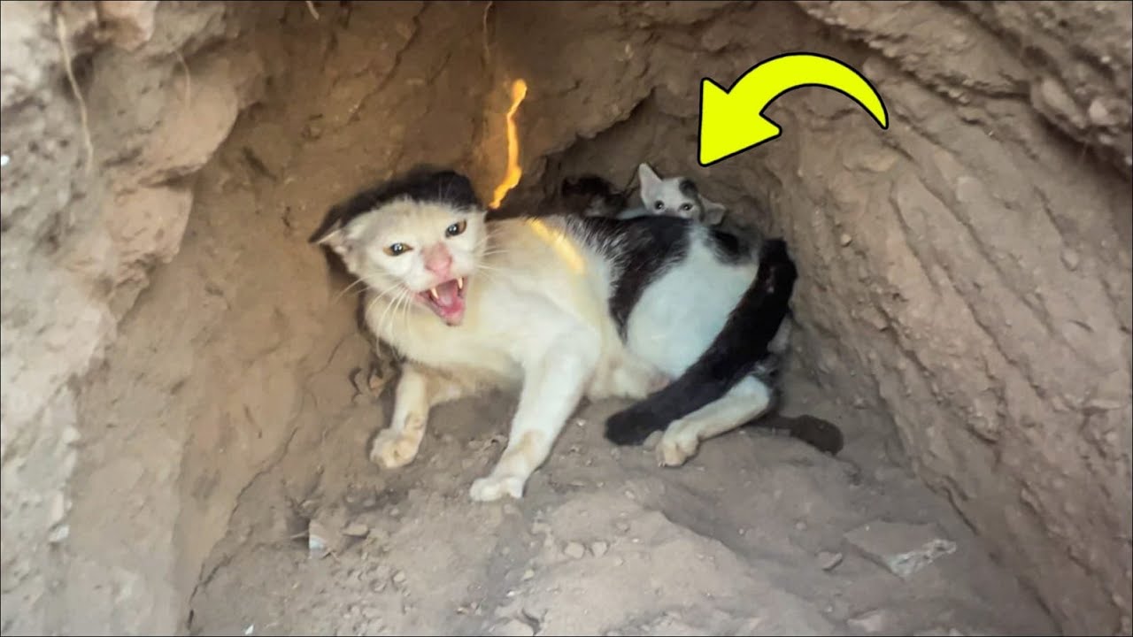 She stayed inside a quiet shelter for days, until comfort finally came.