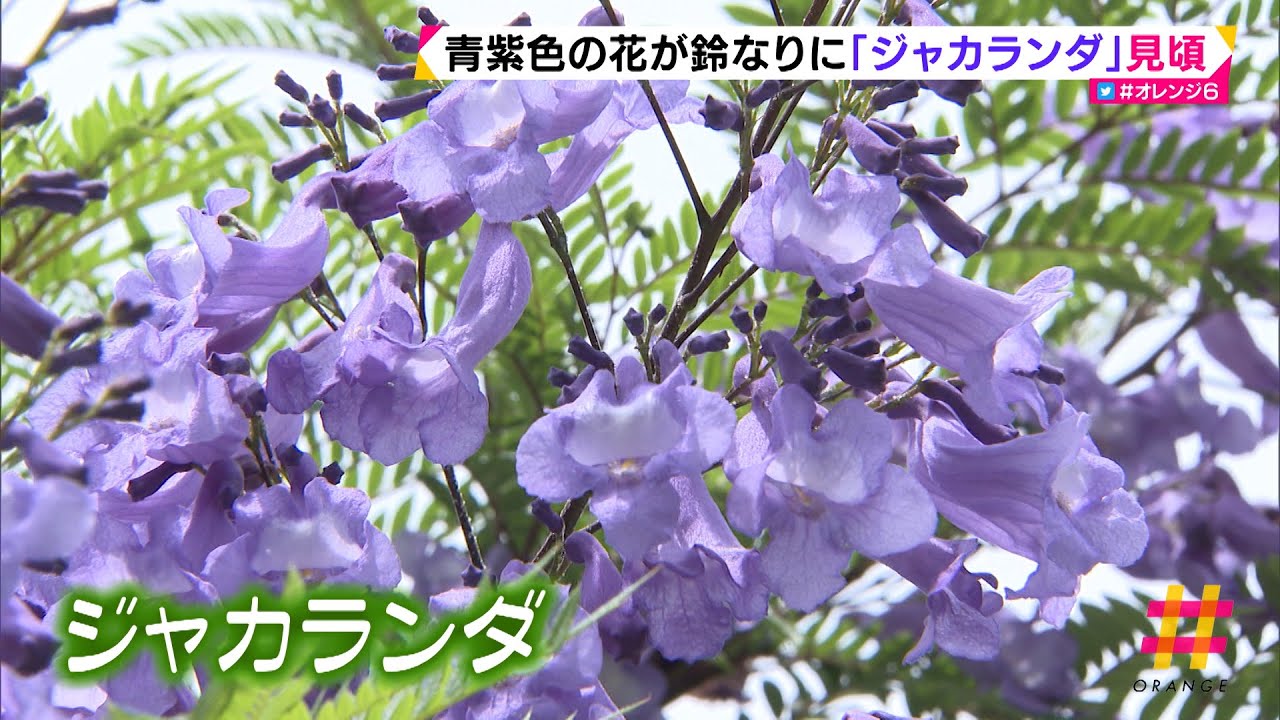 青紫色の花が鈴なりに ジャカランダ 見頃 静岡 Youtube