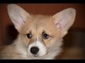 Вельш корги пемброк и Белая швейцарская овчарка. Welsh Corgi Puppy and White Swiss Shepherd.