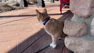 Medi Cat walks around a restaurant after hours of sitting by Medi Cat 2,986 views 2 years ago 2 minutes, 10 seconds