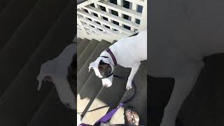 Petey Stair Manners by doggydetailtraining No views 1 month ago 1 minute, 5 seconds