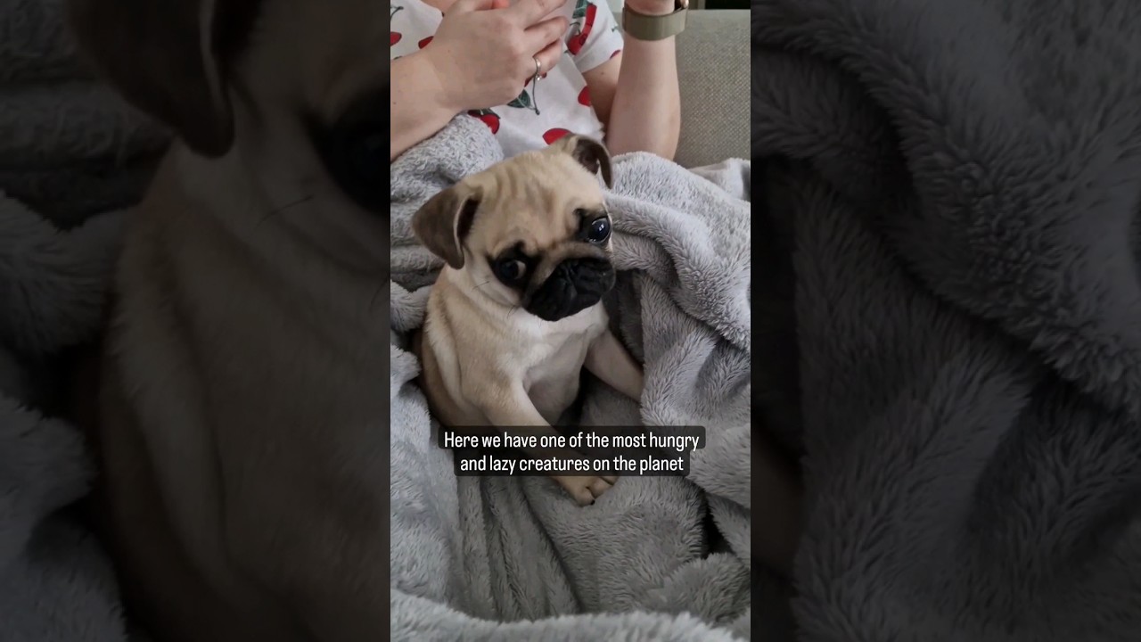 the cutest pug puppy you've ever seen 