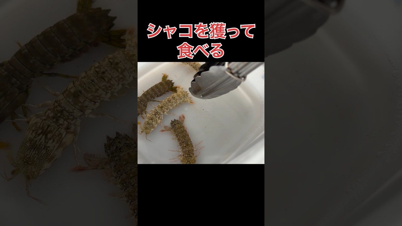 シャコを海で獲って現地食い