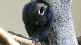 Эта обезьяна кричит, будто сигнализация
