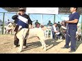 звёздный состав - знаменитые чемпионы! Туркменский Волкодав Central Asian Champion Dogs Alabai