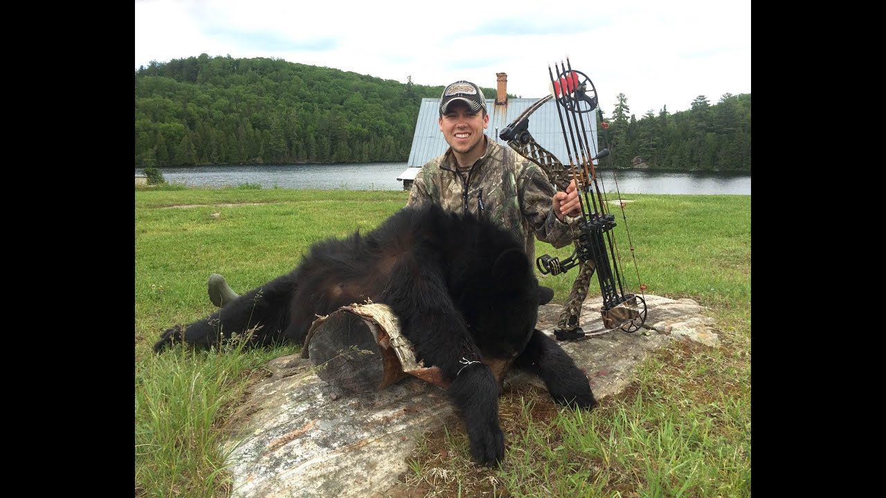 Quebec Back Country Bruins Black Bear Bowhunting YouTube