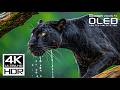 UNSEEN 4K HDR Video 240FPS | Your TV Has Never Looked Like This