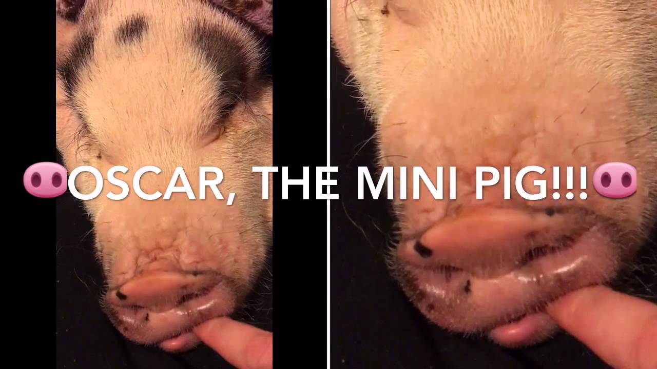Oscar the mini pig, sings about peas and carrots YouTube