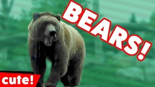 Funniest Bears Are Awesome Video Compilation November 2016 | Kyoot Animals