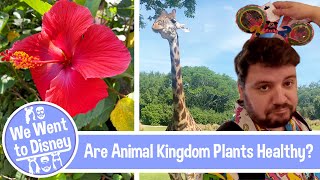 Are Animal Kingdom Plants Healthy? - We Went To Disney