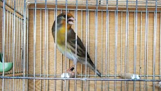 Mixto jilguero cantando copia malaga _ Hybrid of goldfinch singing for training songs