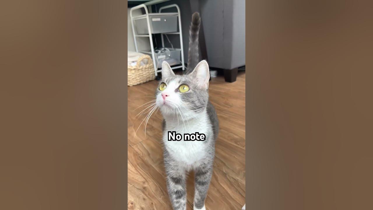 When You Leave Your Cat Home Alone cat harrypotter YouTube when-you-leave-your-cat-home-alone-cat-harrypotter-youtube