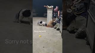 Cat Ignores Me for 24 Hours
