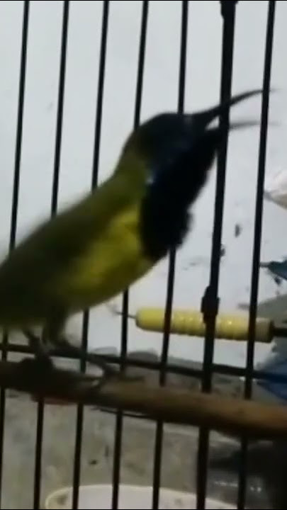 Sogon materi love bird tembus