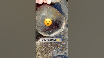 Fossil “Sea Dragon,”Backbone Surprise🦞 🦴 😳#ichthyosaurus#fossil#lobster