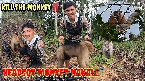SADISS‼️akhirnya si raja monyet perusak kebun warga tumbang/KILL THE MONKEY