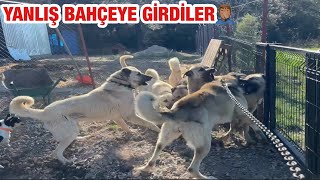 KOMŞULARIMIZIN KÖPEKLERİ BAHÇEYE GİRMİŞ ORTALIK TEXSASA DÖNDÜ😱