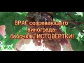 Почему гниёт созревающий виноград???