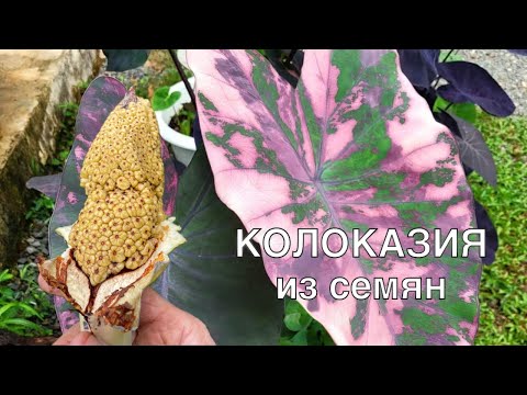 Как просто вырастить колоказию из семян