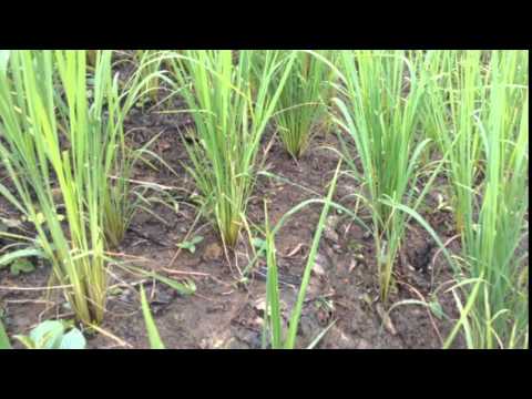 Video: Saum Ntuj Ceeb Tsheej Bamboo Berries Thiab Noog: Yog Nandina Berries Poisonous