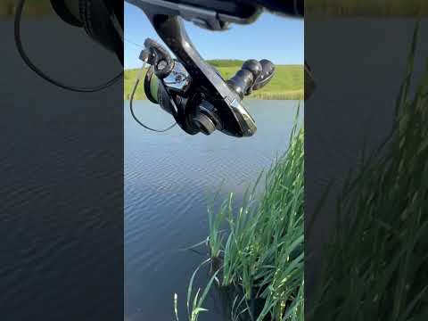 Карп рвёт снасти #funny #рыбалка #кабан #fishing #лесной #hunting #животные #carpfishing
