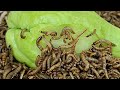 What would happen if 10,000 insects ate the fruit?