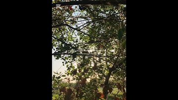 قران الكريم هدوء راحه نفسيه #قران_كريم #اكسبلور #لايك