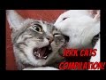 Jerk Cats - Funny Animal Compilation