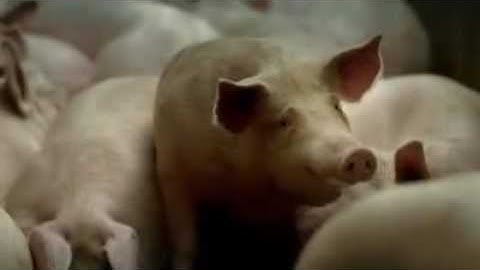 How It Made Marshmallow