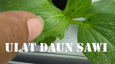 CARA MENGATASI HAMA ULAT DAUN DI TANAMAN HIDROPONIK