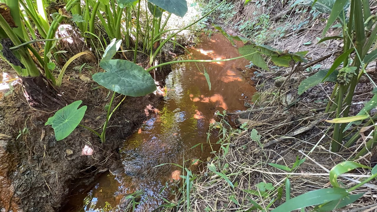🏠Chácara de 1.000 mts c/Nascente | Luz | Chalezão p/Terminar por R$129 mil | 6.5 km de Cambuí MG 