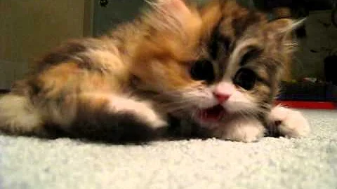 Video 557421: calico persian kitten playing, tiny persian kitten, little persian kitten playing, cute persian kitten, kitten playing game