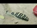 Rare flying snake spotted in Tamil Nadu