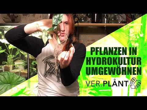 monstera del Monstera deliciosa