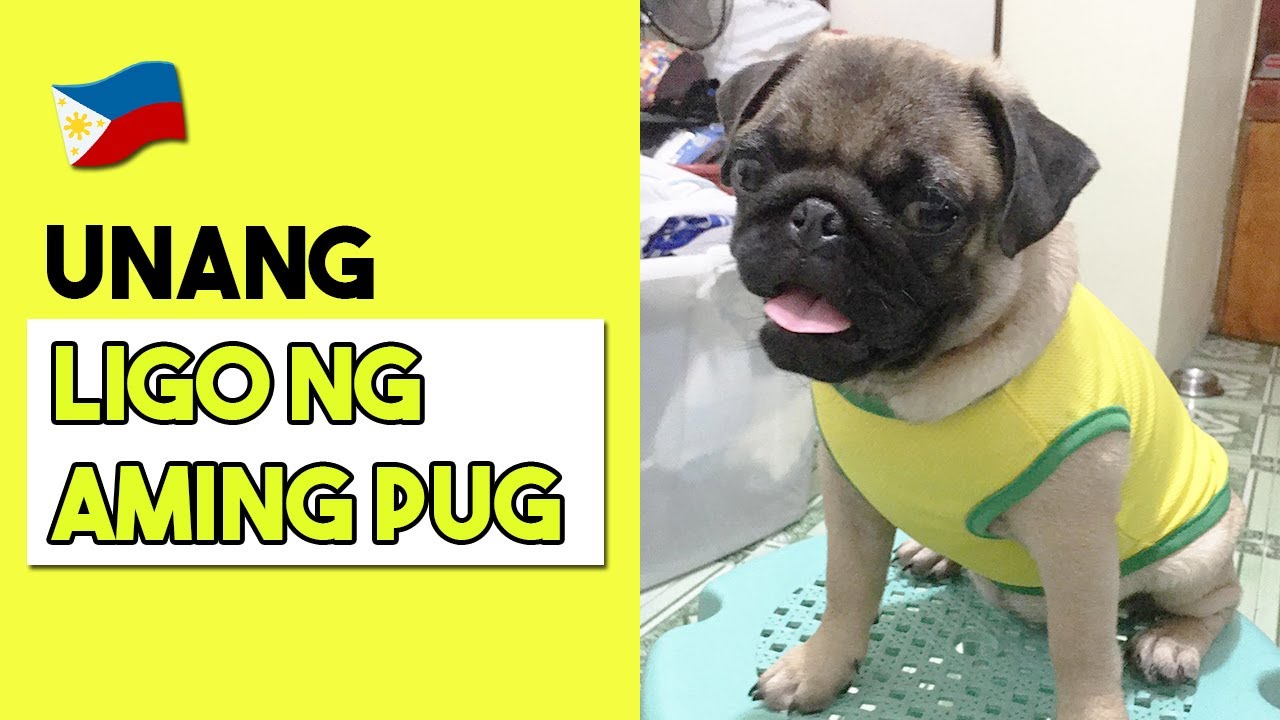 22k Pesos Pug Puppy With Pcci Pug Philippines Youtube