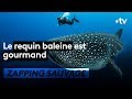 Le requin-baleine est fort gourmand - ZAPPING SAUVAGE