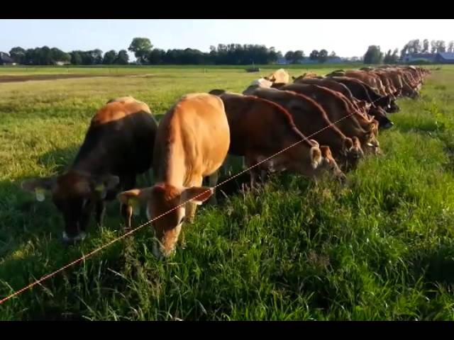 De Jersey Koeien eten Lang gras