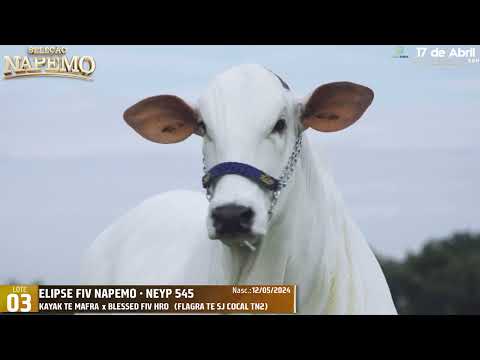 LOTE 03