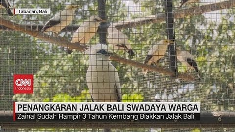 Melihat Penangkaran Jalak Bali Swadaya Warga