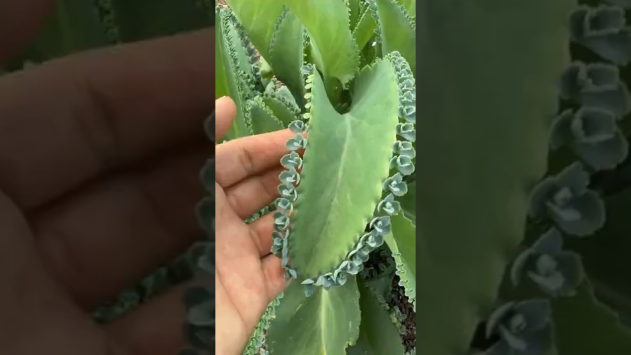 The Miracle Leaf That Grows Thousands of New Lives! 🌿 