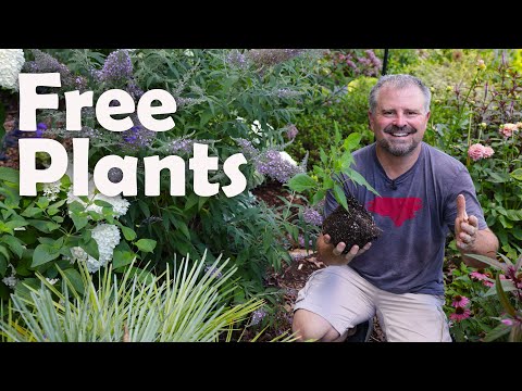 Vidéo: Cleyera Plant Care - Conseils pour la culture d'arbustes Cleyera