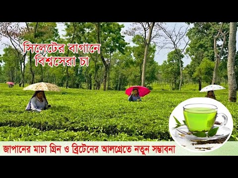 ভিডিও: তেল কুকি মাচা চা সহ