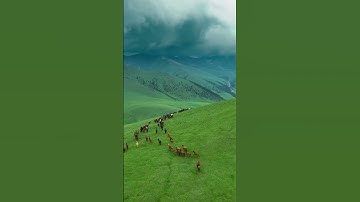 Thumbnail of Cotton Fields - Versión ASUNCIÓN BLUES